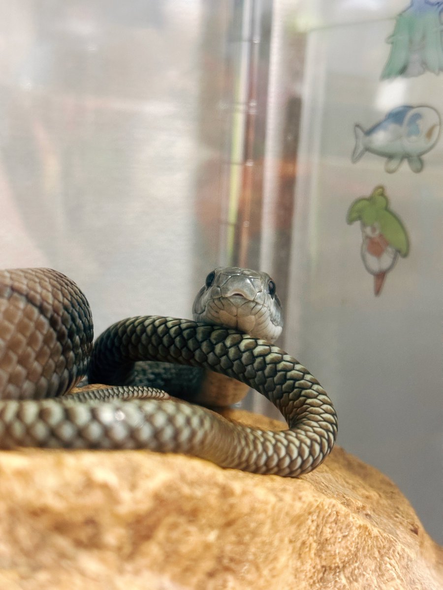 Alexia🐛 (@lexia980) / Posts / X