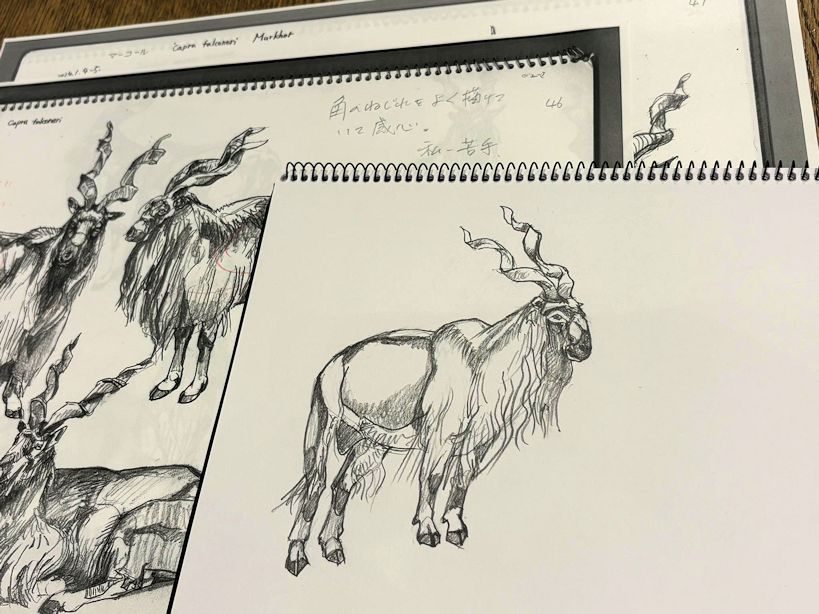 haiiromizunagi's tweet photo. いつもの所Ⅰで #マーコール #Markhor #Capra #Caprinae #Bovidae を #大人の鉛筆 で #スケッチ #ドローイング 今日もT先生の指摘に基づく練習‥いろいろ迷ったが、この #ヤギ を描いた。捻じれた角の表現は良いとの事で、その再現と、体毛をあっさりせよとの事だったので、気を配った。明日も同種で‥ https://t.co/kpqos3G5Gd