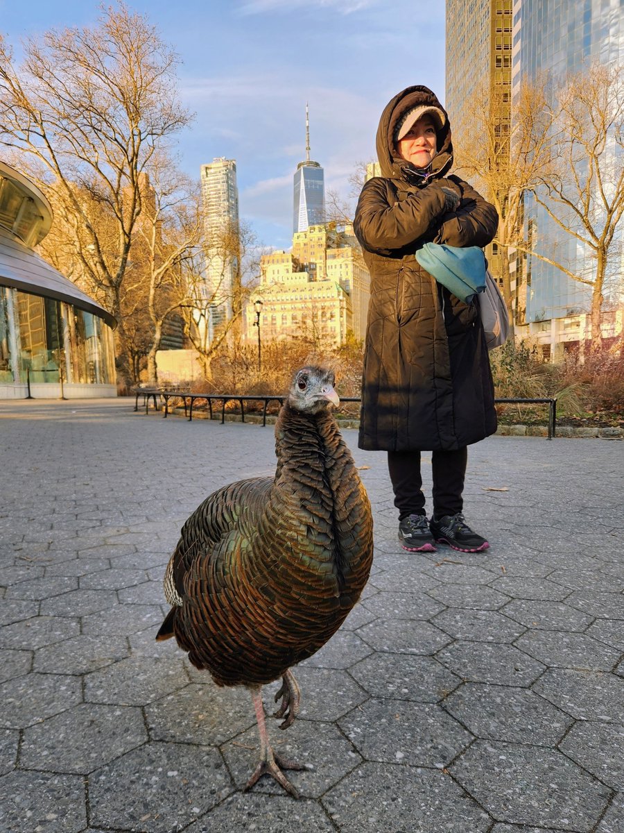 Manhattan Bird Alert tweet media