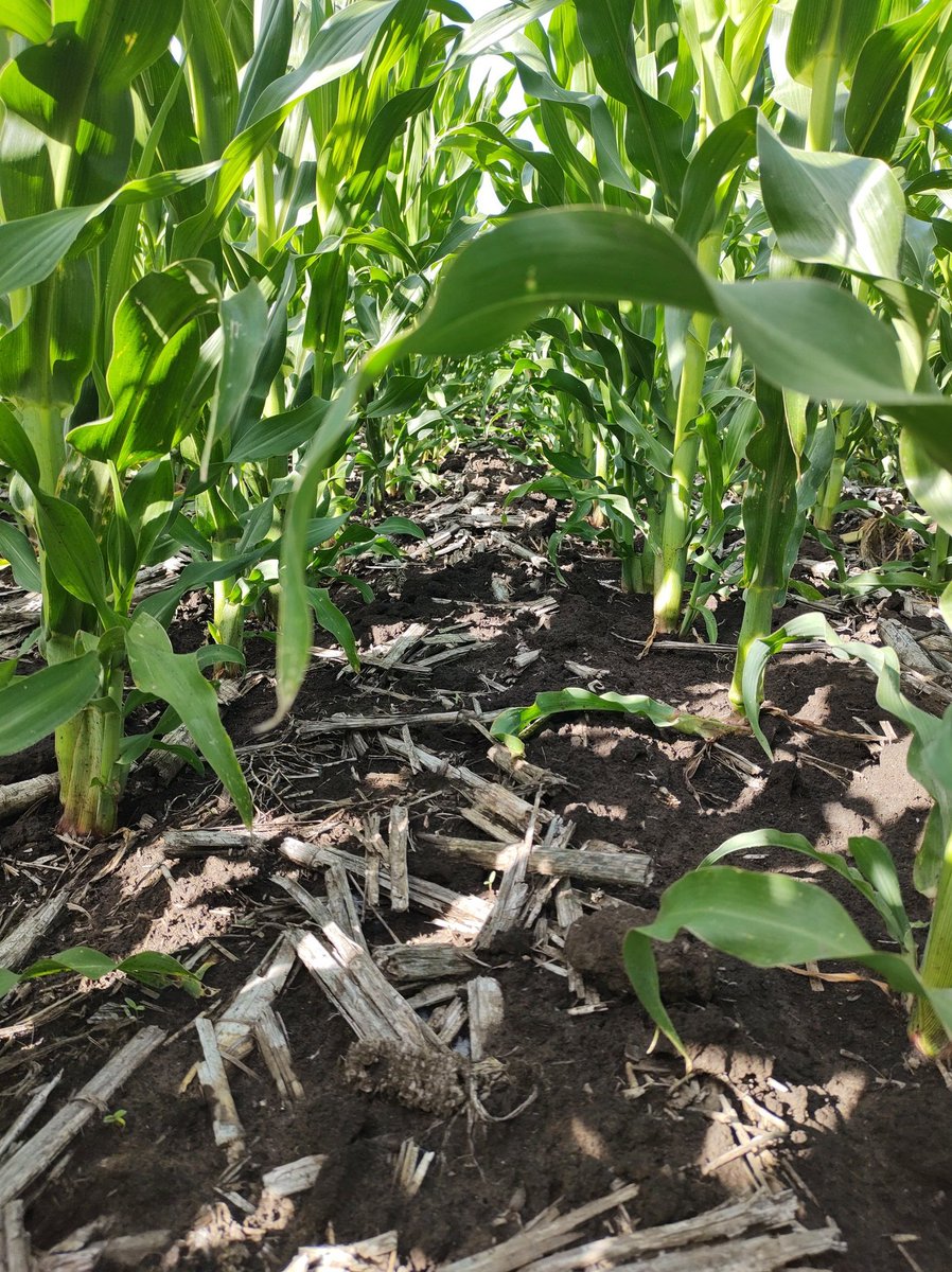 Recorrida por girasoles y maíces de siembra mediados de octubre, vienen bárbaro. El arranque había sido complicado por retrasos en los barbechos por falta piso.
📍Vivorata, Bs.As.
<a href="/EstudioEdm/">EDM - Estudio Agronómico</a>