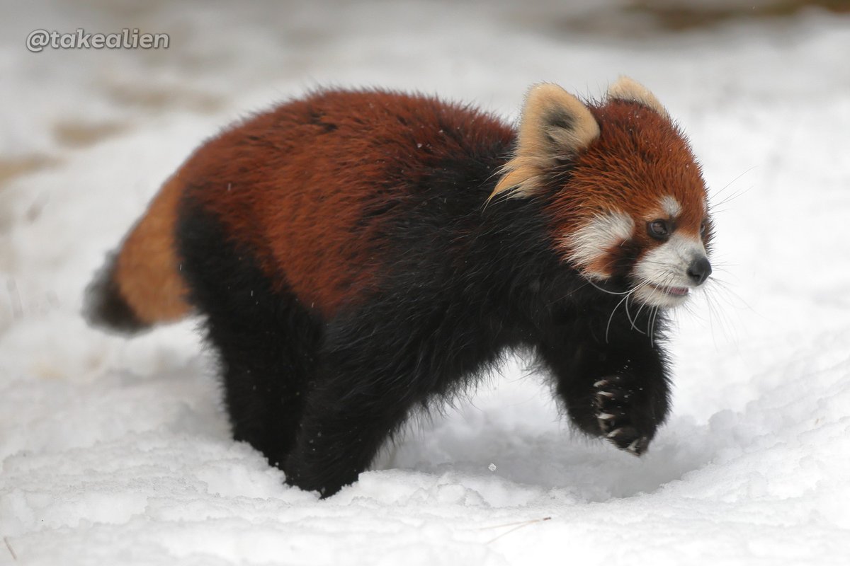 廃盤　新品　タグ付き　ジェリーキャット　レッサーパンダ　Red Panda JELLY CAT - 廃盤 新品 タグ付き ジェリーキャット レッサーパンダ Red