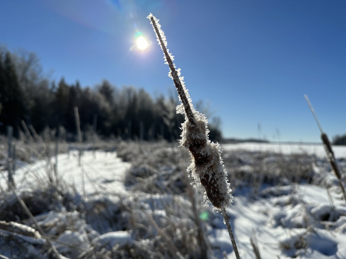 RVCFoundation's tweet image. Happy Winter Solstice ❄️ It only gets brighter from here!