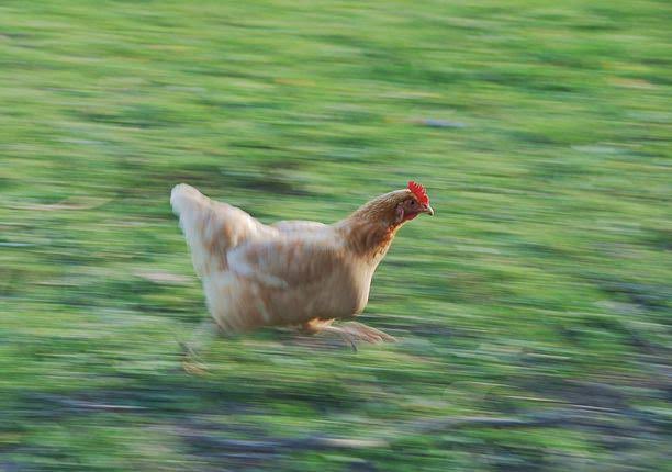 Ishmaelthehost's tweet image. Maama Kampala rushing to Twitter to complain about UEDCLGBTQ.😂
