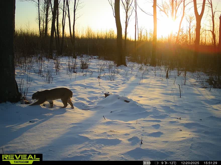 Mark Hazlett tweet media