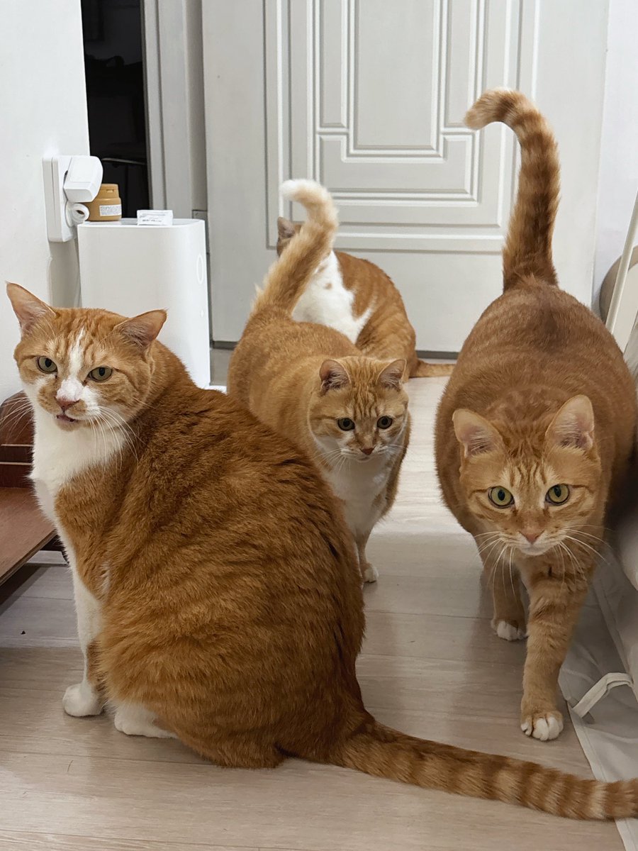 공복 고양이.. 심야괴담회보다 무서움