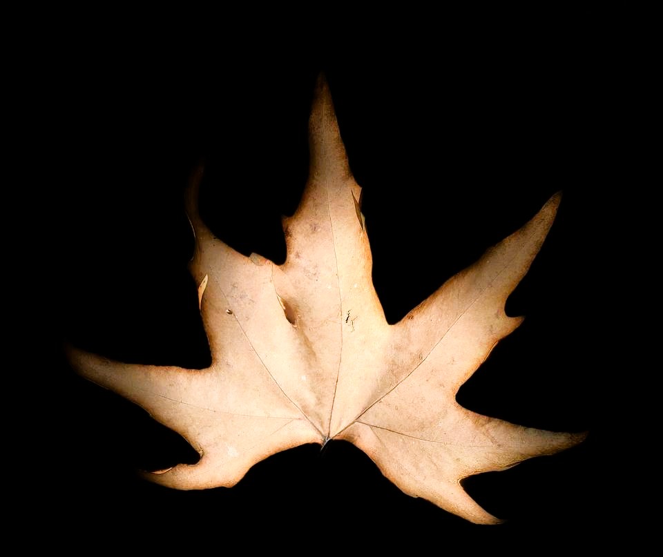 Zaynab__sheikh's tweet image. "Even in falling, the chinar teaches us—there is beauty in letting go."

📌Hashtags: #LessonsFromNature #ChinarStories #AutumnWisdom #BeautyInFalling #KashmirVibes #SeasonOfChange