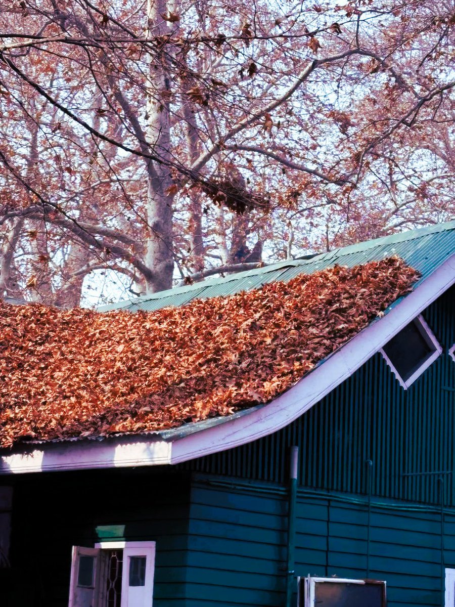 Zaynab__sheikh's tweet image. "Even in falling, the chinar teaches us—there is beauty in letting go."

📌Hashtags: #LessonsFromNature #ChinarStories #AutumnWisdom #BeautyInFalling #KashmirVibes #SeasonOfChange