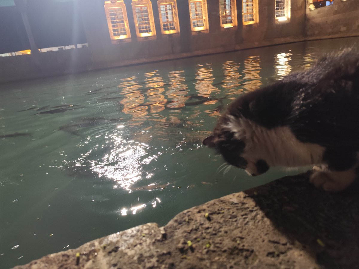 Balıklıgöl'ün balıklarını avlamaya çalışıyordu😂😂