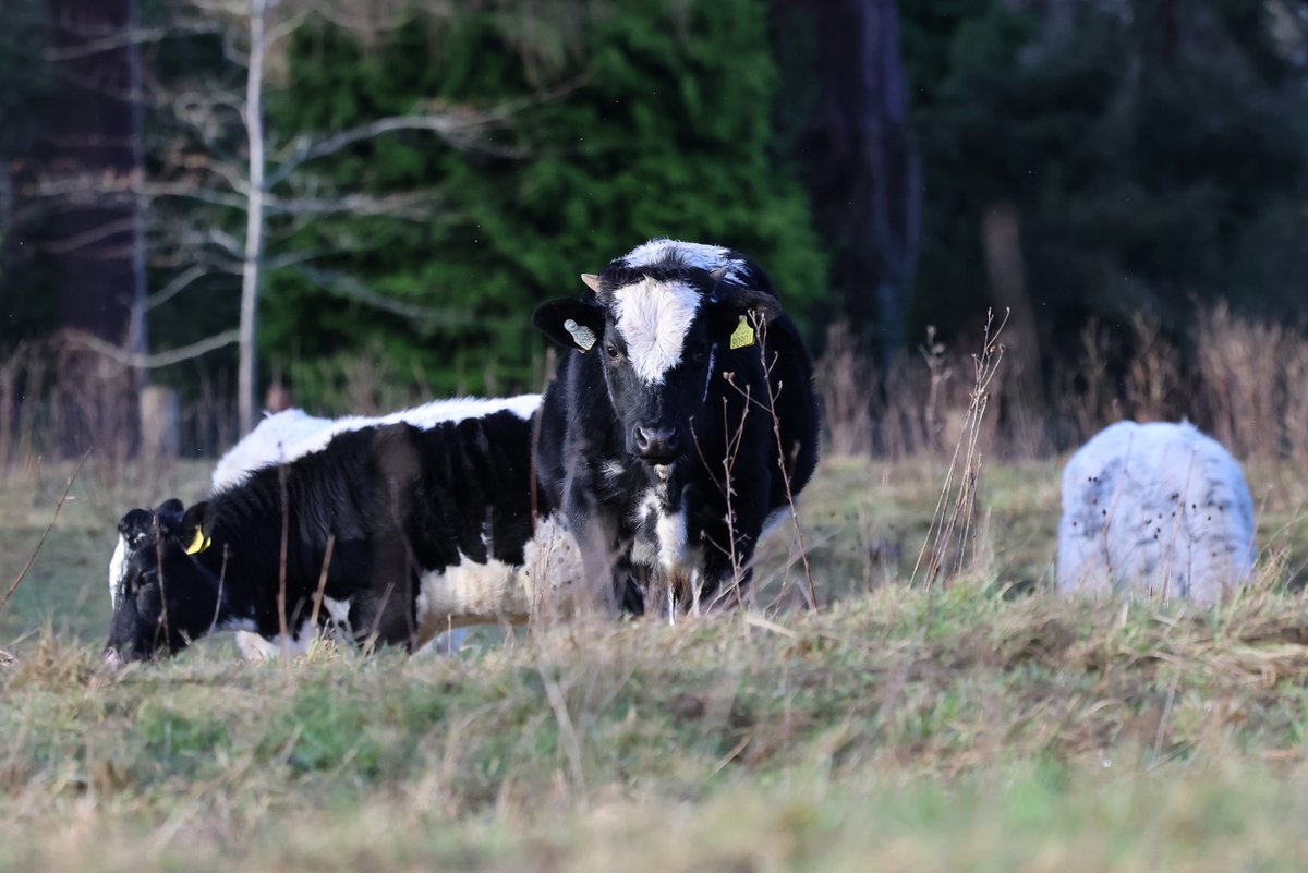 David Betts tweet media