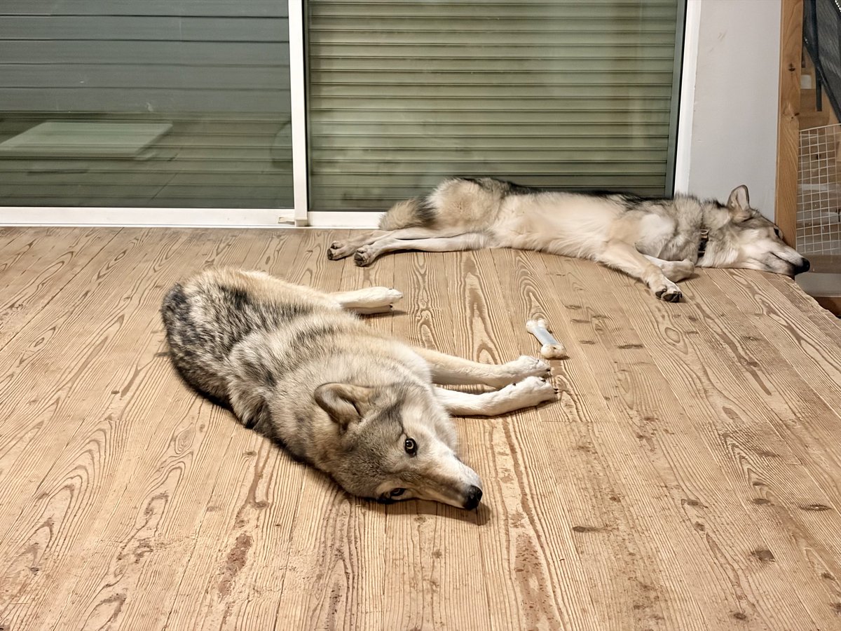 もぐ (@C6H5NH2_aniline) / Posts / X