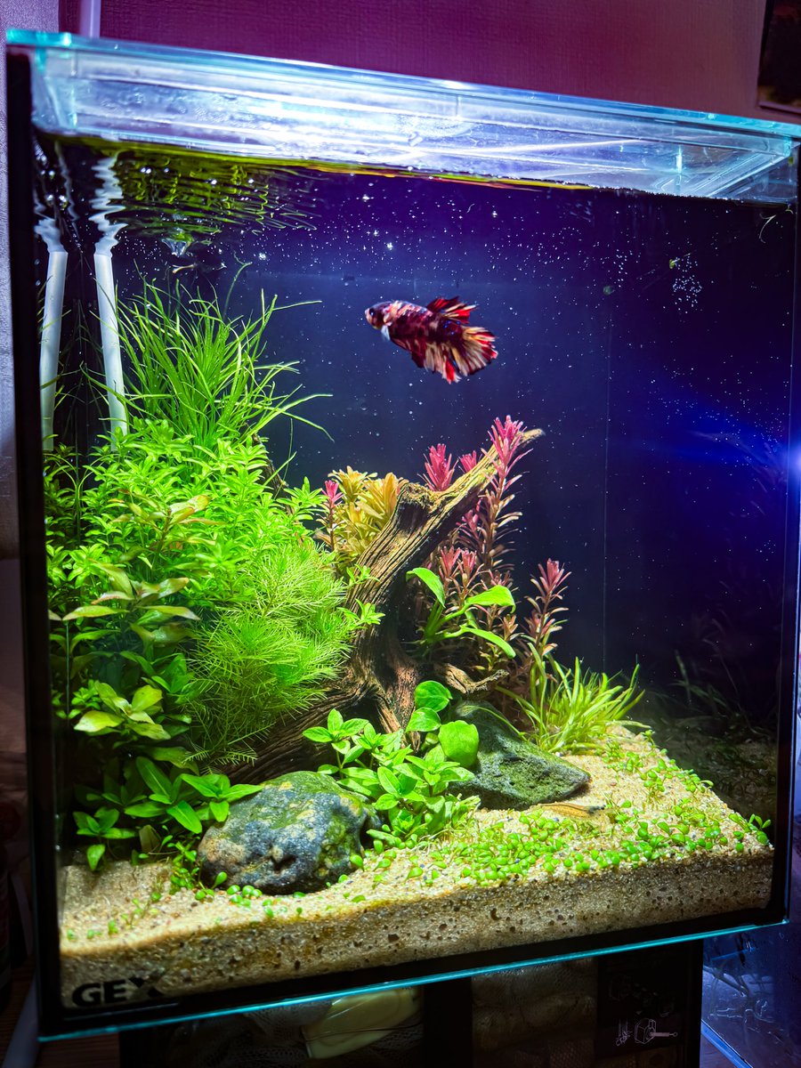 ベタの小型水草水槽AGS 立ち上げ34日目 1/2換水とサボりにサボってた