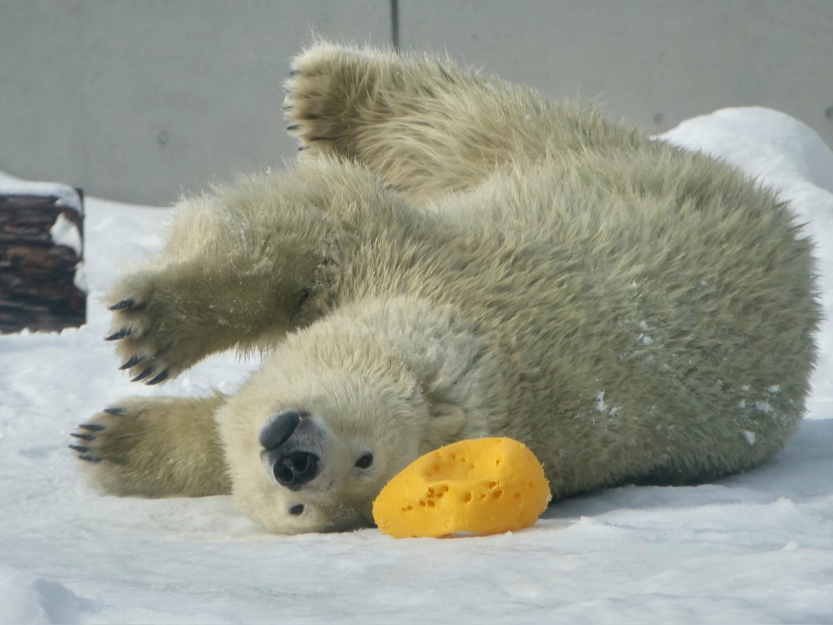 リラ ちゃん🟡