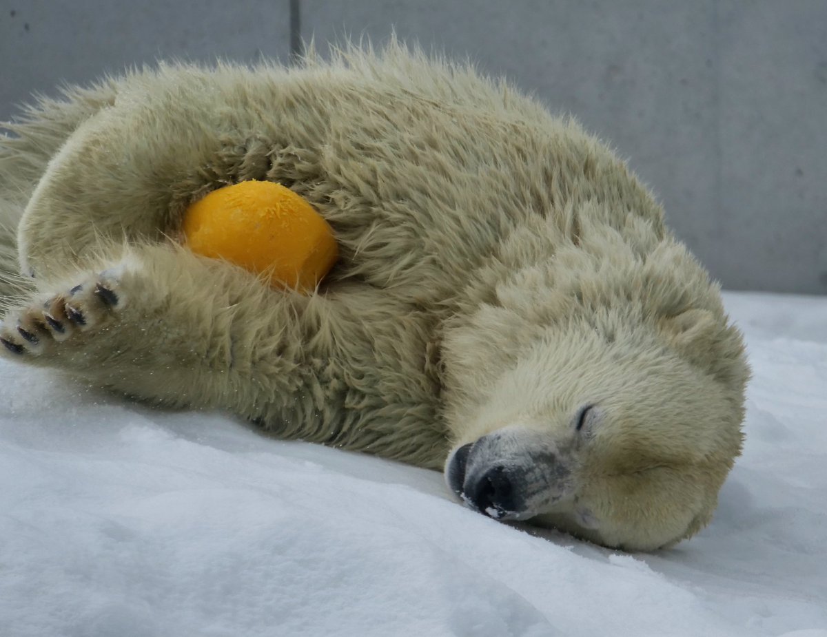 リラ ちゃん🟡