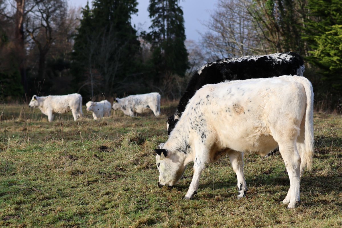 David Betts tweet media