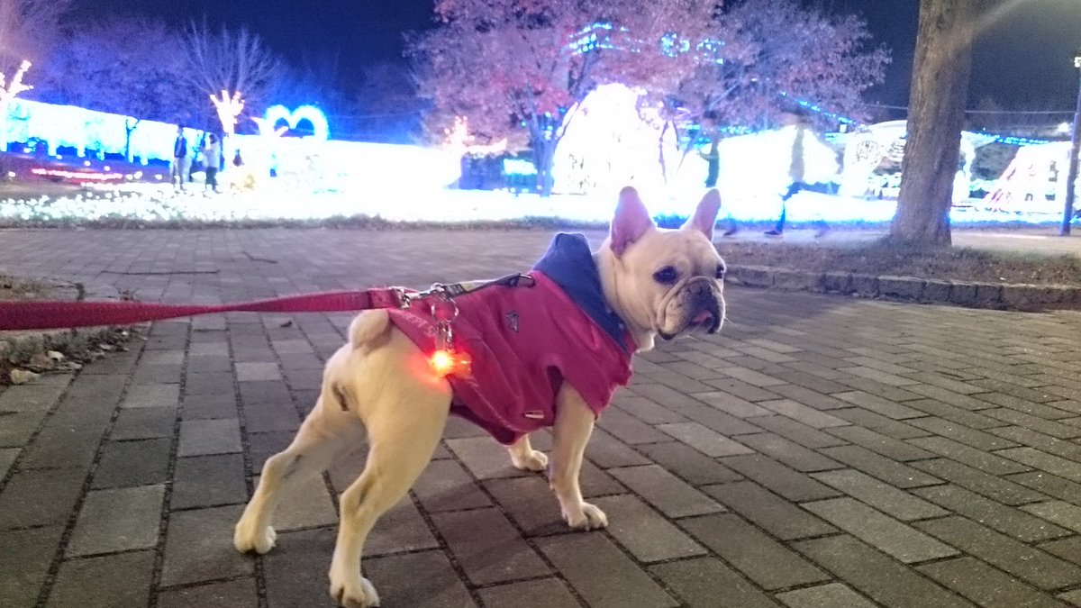 initial_kuro's tweet image. #ライトONの美学
そういえばピーちゃんもライトONして散歩してたよなぁ😄