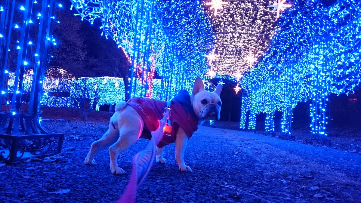 initial_kuro's tweet image. #ライトONの美学
そういえばピーちゃんもライトONして散歩してたよなぁ😄