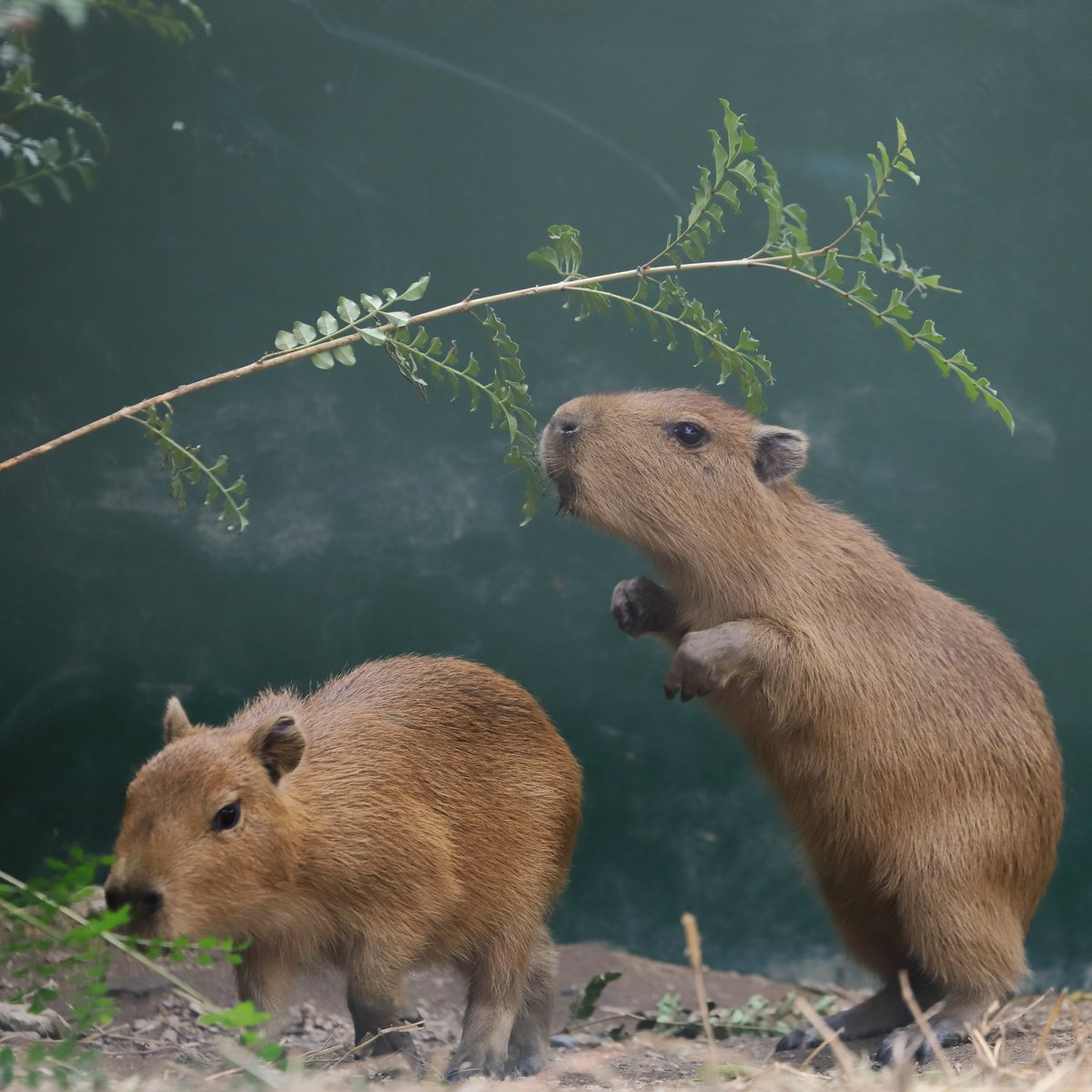 カピバラ 二足歩行進化の瞬間！？ （ｴ ´ ＼ 大きくなれば いいんだよ