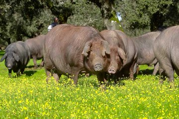 atasteofspain's tweet image. Enjoy the world's best #ham visiting a family-run #Ibérico #pig #farm in the beautiful Aracena Natural Park 👉atasteofspain.com/destination/ib…
#food #tour #Andalusia #Spain #sustainability