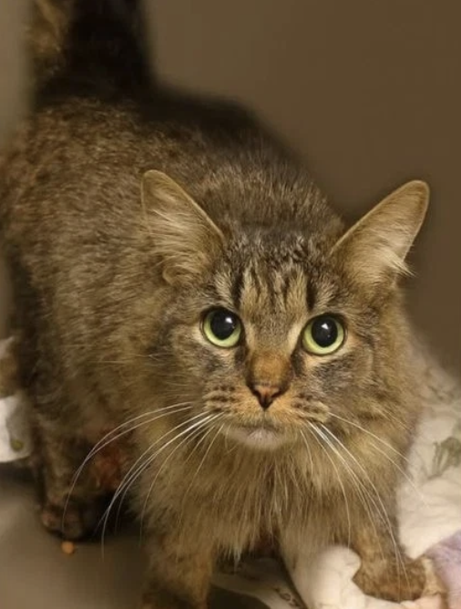 mattvanswol's tweet image. 🚨#BREAKING: A family who lost their cat, Gabby during Hurricane Helene over a year ago, has received a unbelievable Christmas miracle...

...after a stunning 443 days missing, Gabby was reunited with her family for Christmas after being brought into a local shelter

AMAZING!!!