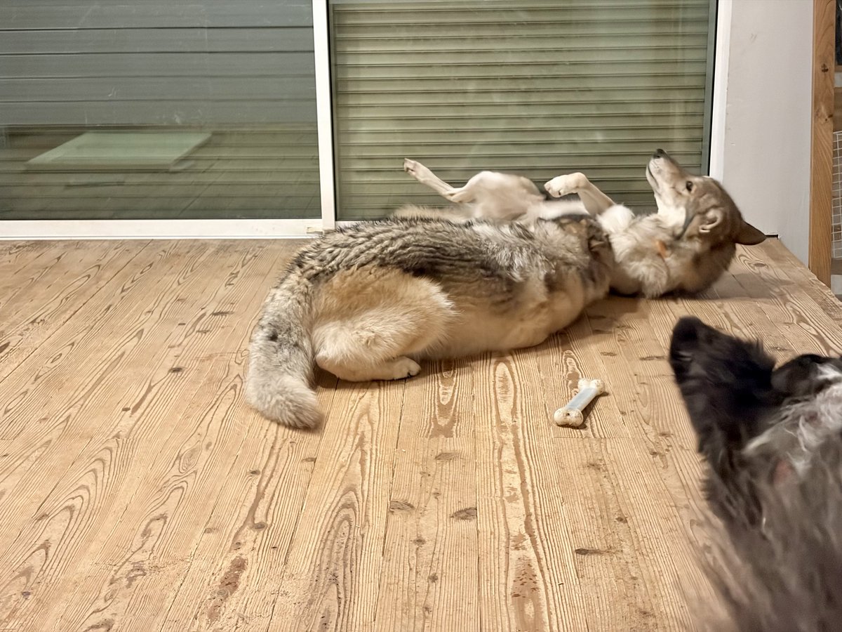 ®️様確認ハスキー　ラブラドール　龍 様確認ハスキー ラブラドール 龍 保護した「ラブラドール/ハスキー