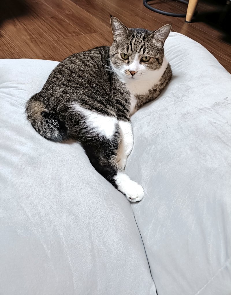 まめたろ (@kuromametaro620) / Posts / X