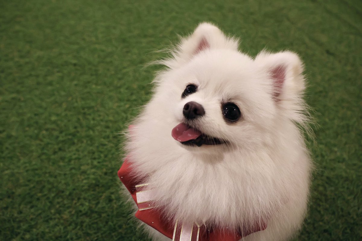 ドッグラン楽しくておめめキラキラ笑顔✨
#ポメラニアン #犬のいる暮らし