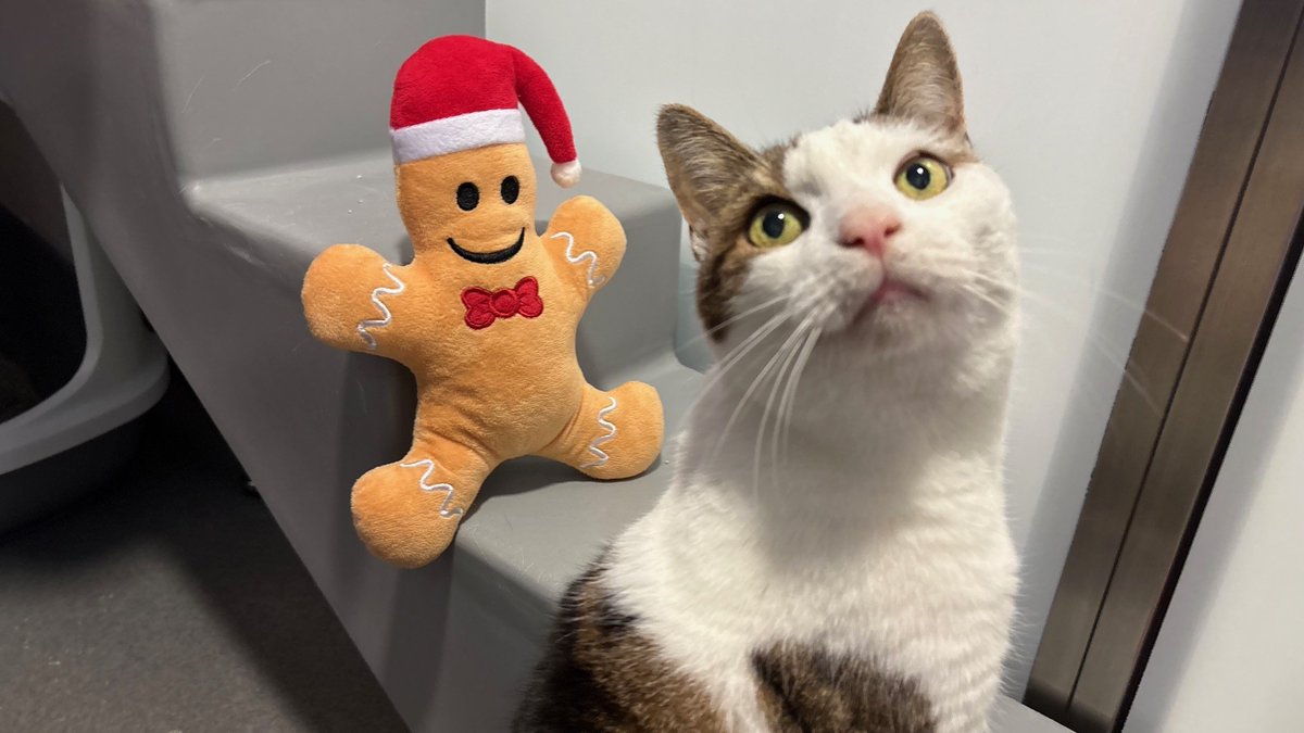 Battersea_'s tweet image. All they want for Christmas is a loving home. 🎄 Meet Bruce Wayne, Fibi, Saffy and Violet: four wonderful cats spending the festive season at Battersea, each hoping their forever family will find them soon.

Learn more about each cat on our website 💙 bit.ly/3HJvpFC