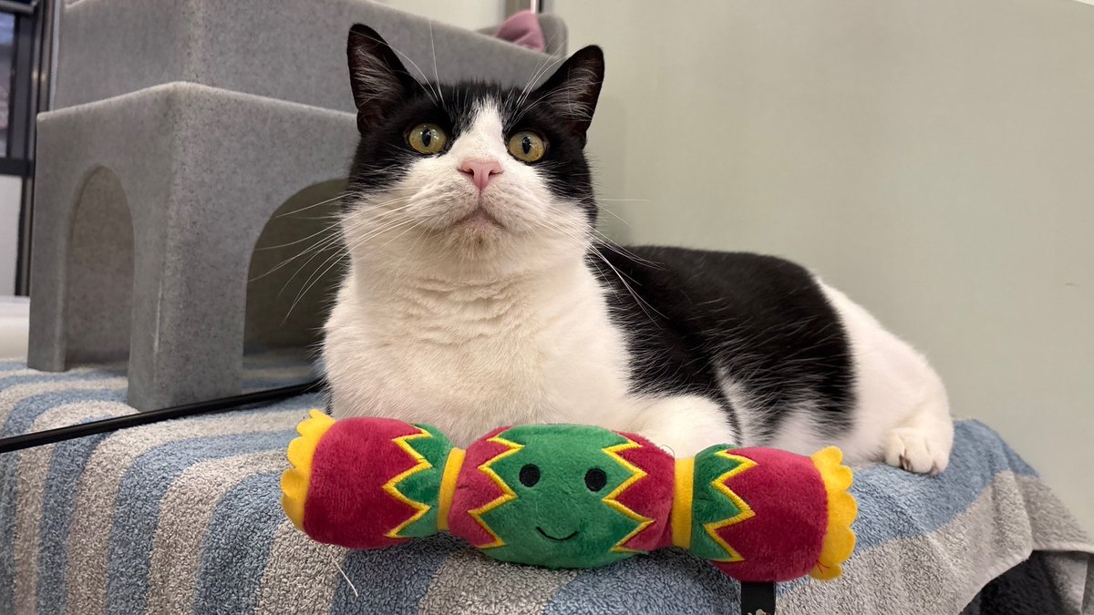 Battersea_'s tweet image. All they want for Christmas is a loving home. 🎄 Meet Bruce Wayne, Fibi, Saffy and Violet: four wonderful cats spending the festive season at Battersea, each hoping their forever family will find them soon.

Learn more about each cat on our website 💙 bit.ly/3HJvpFC