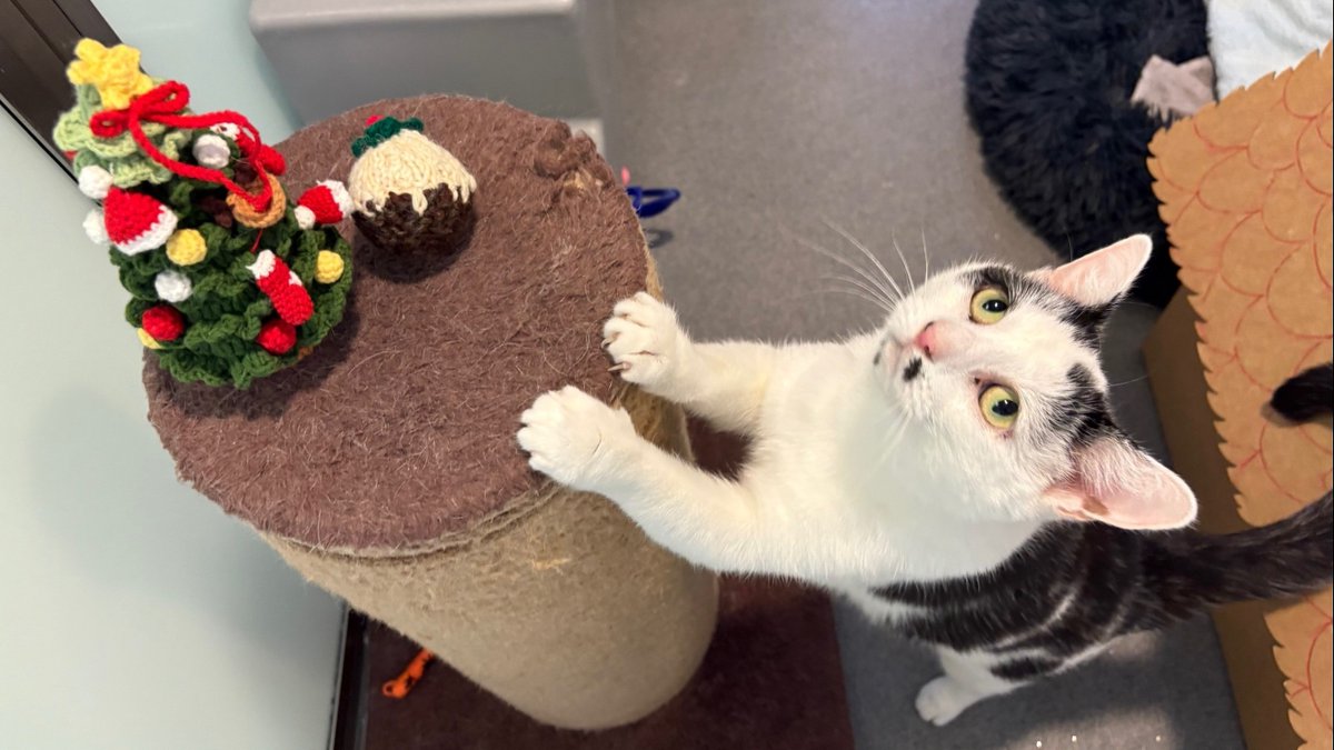 Battersea_'s tweet image. All they want for Christmas is a loving home. 🎄 Meet Bruce Wayne, Fibi, Saffy and Violet: four wonderful cats spending the festive season at Battersea, each hoping their forever family will find them soon.

Learn more about each cat on our website 💙 bit.ly/3HJvpFC