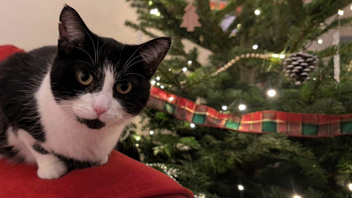 Battersea_'s tweet image. All they want for Christmas is a loving home. 🎄 Meet Bruce Wayne, Fibi, Saffy and Violet: four wonderful cats spending the festive season at Battersea, each hoping their forever family will find them soon.

Learn more about each cat on our website 💙 bit.ly/3HJvpFC