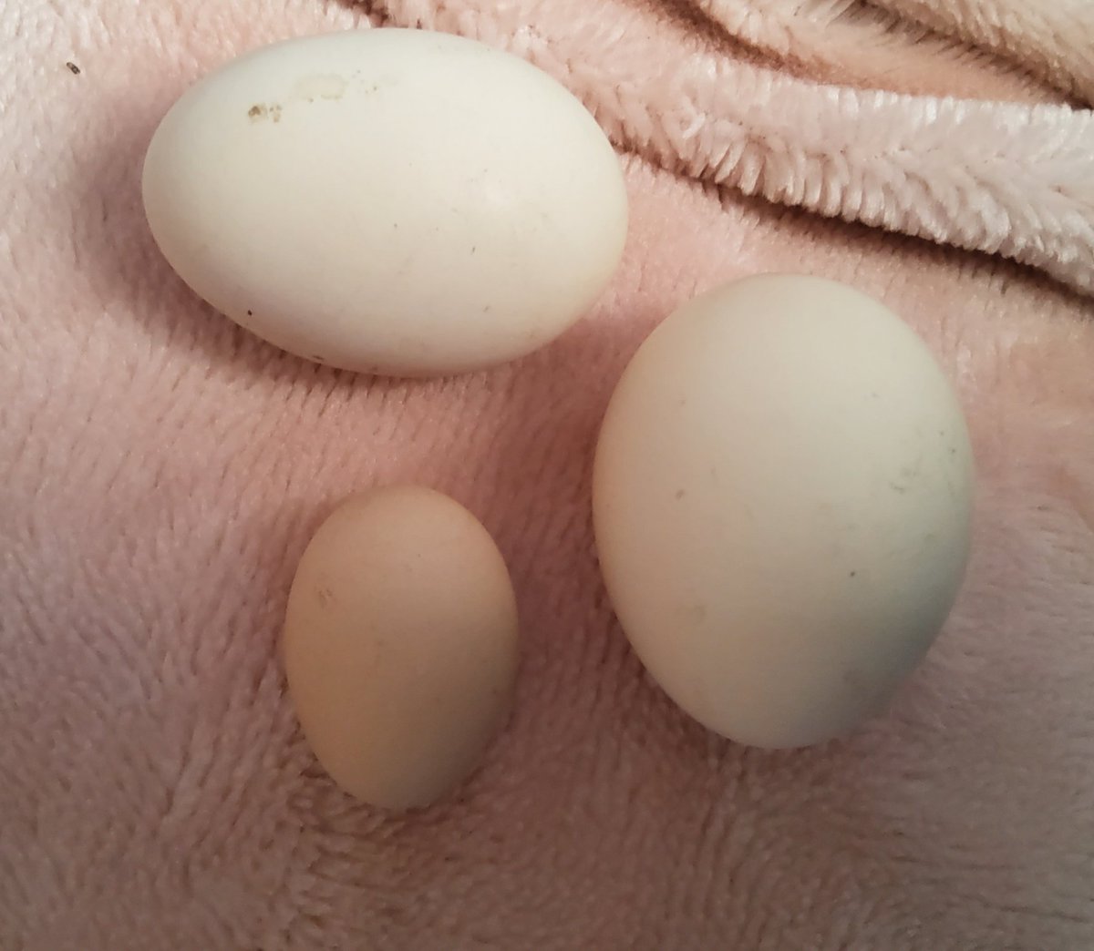 SoulSwapper_'s tweet image. Baby