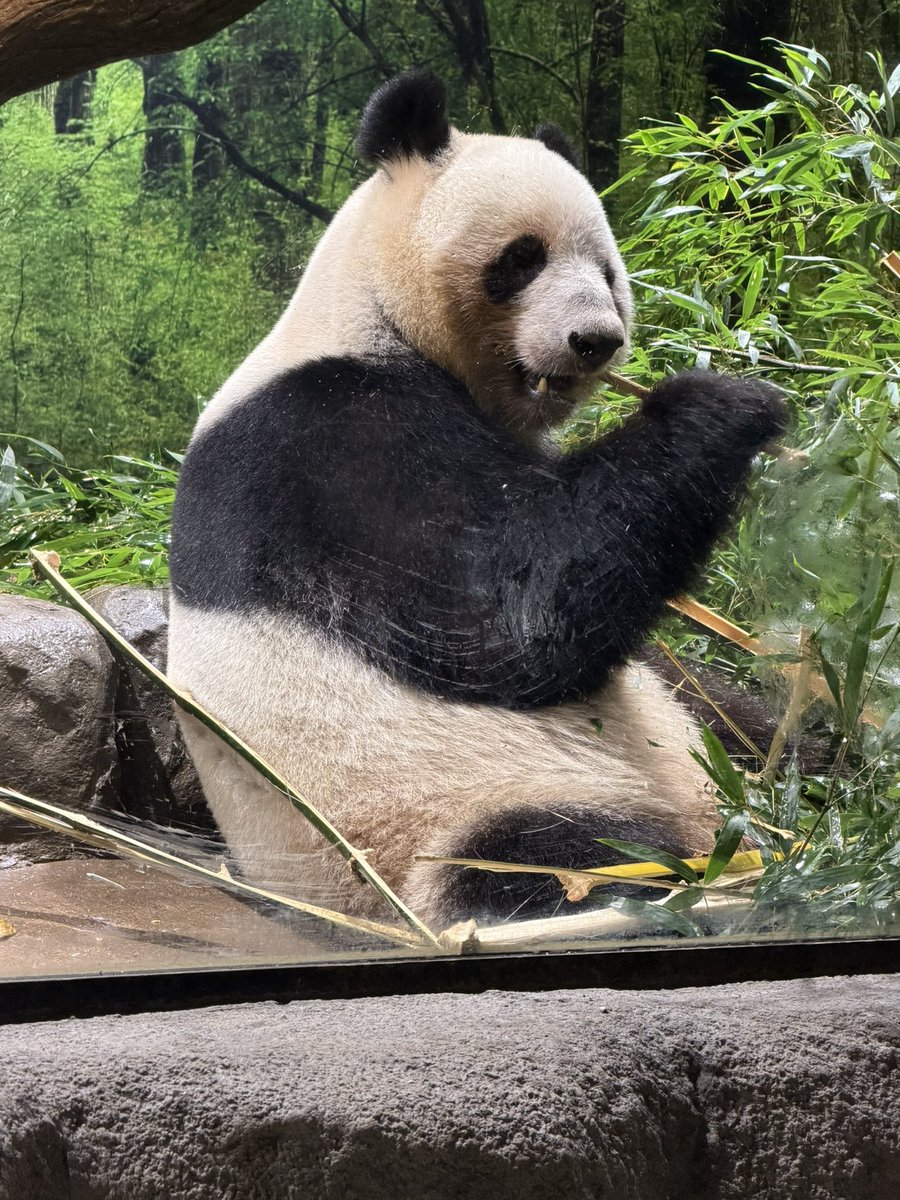 今日が最後かも・・・
今のところ予約は全敗、抽選もどうなるかわからない💦
でも、今日シャオレイ2人とも会えないかもと思ってたので、よかった🐼😭

#シャオシャオ  #レイレイ
#上野動物園　#パンダのもり