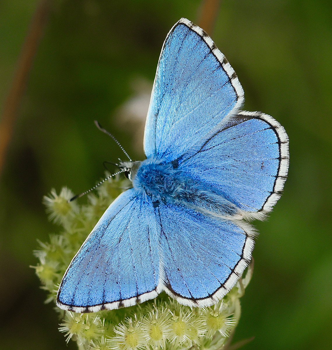 Steve Nikols tweet media