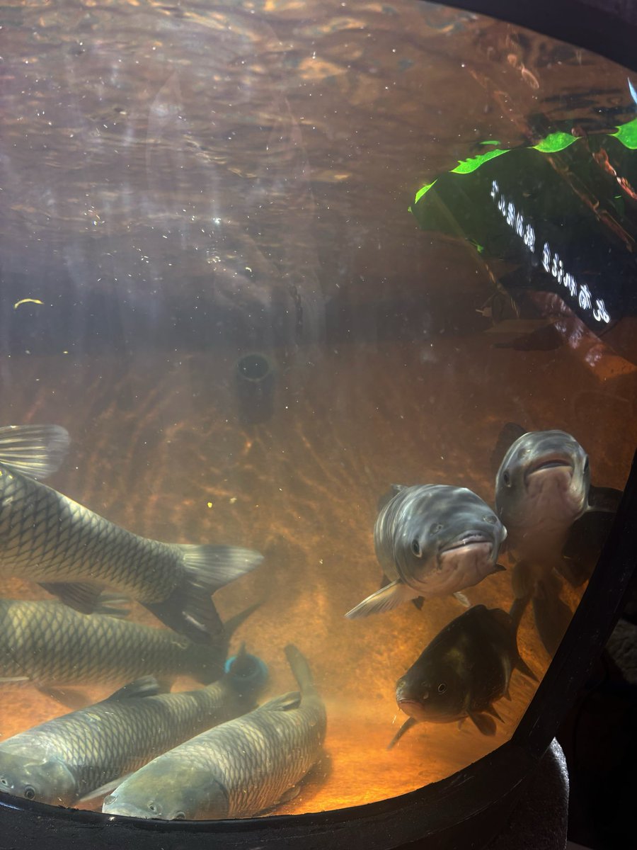Redbean478's tweet photo. 🐟 https://t.co/3qEQZi6qWv