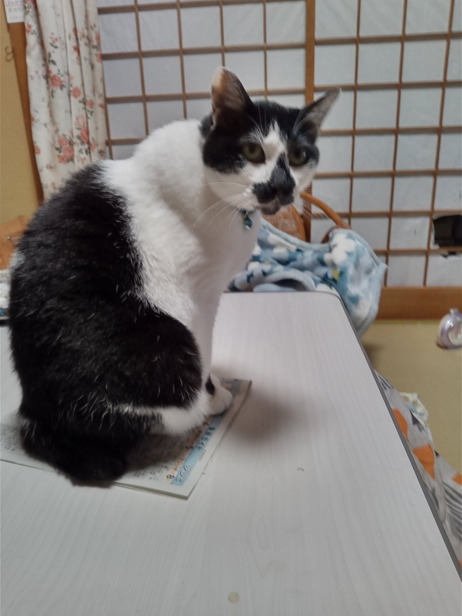 今日のネコ(=^・^=)