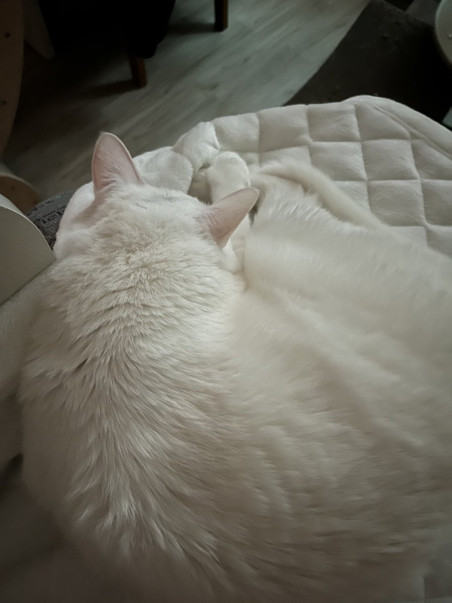 summer_cat030's tweet photo. 푸짐푸짐하다
푸짐푸짐한 https://t.co/XhKpKvHnF1