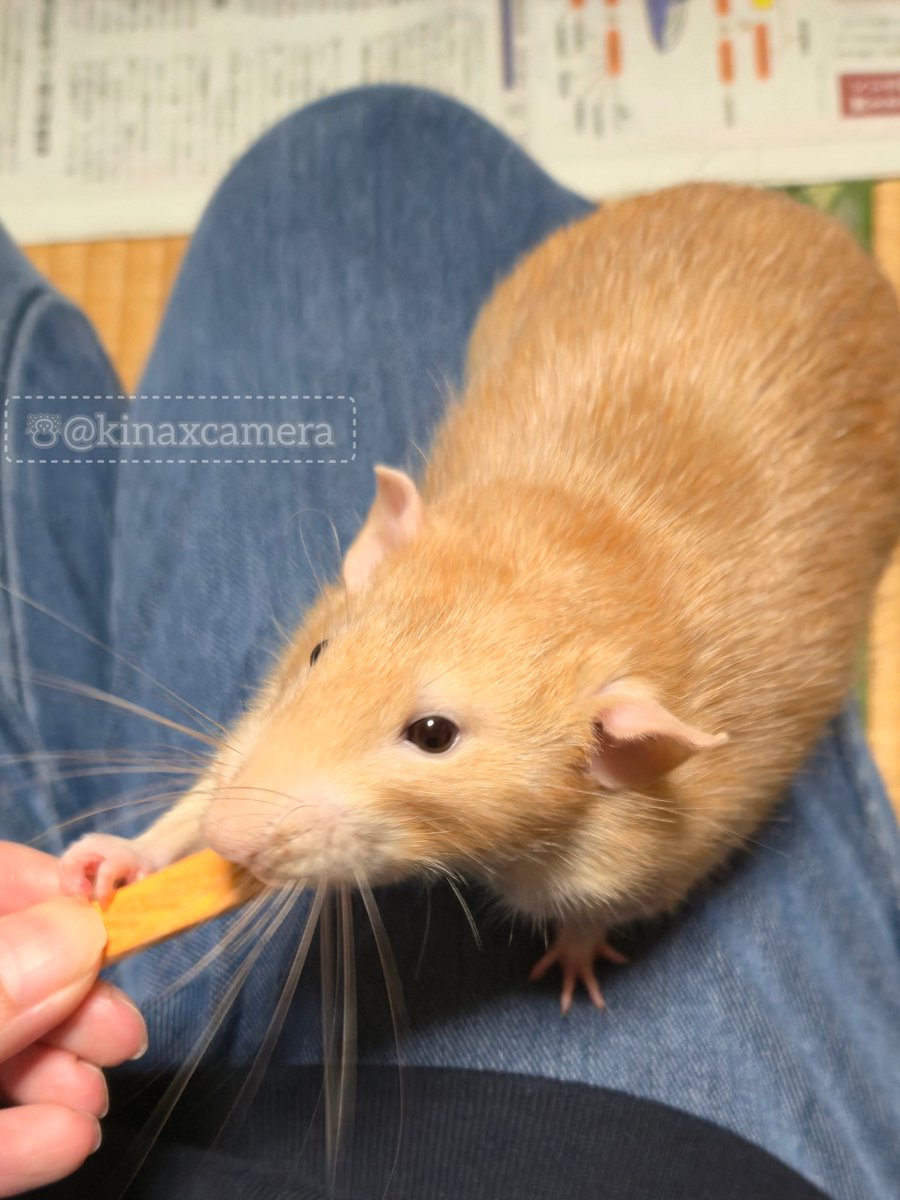 kina🐁🐀⸒⸒✎🇯🇵🇬🇧 (@kinaxcamera) / Posts / X