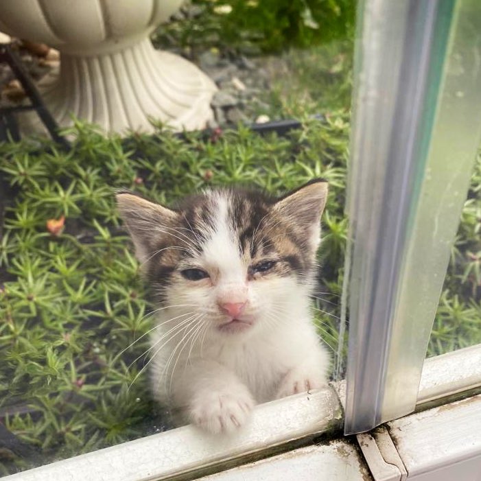 sibeleth's tweet image. Say hi to Peanut or have a terrible 2026.