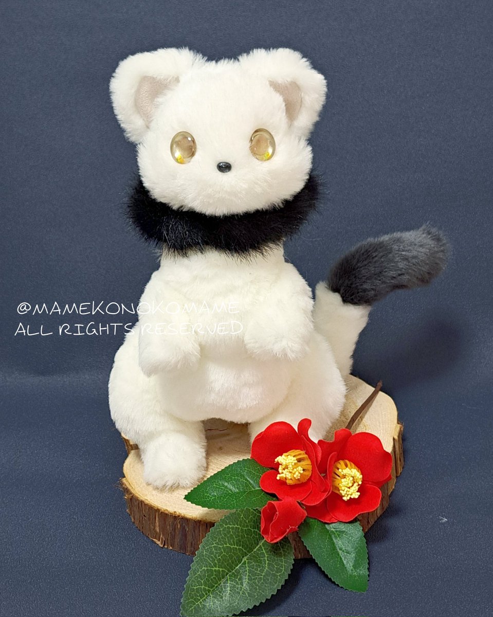 まめこ (@Mamekonokomame) / Posts / X