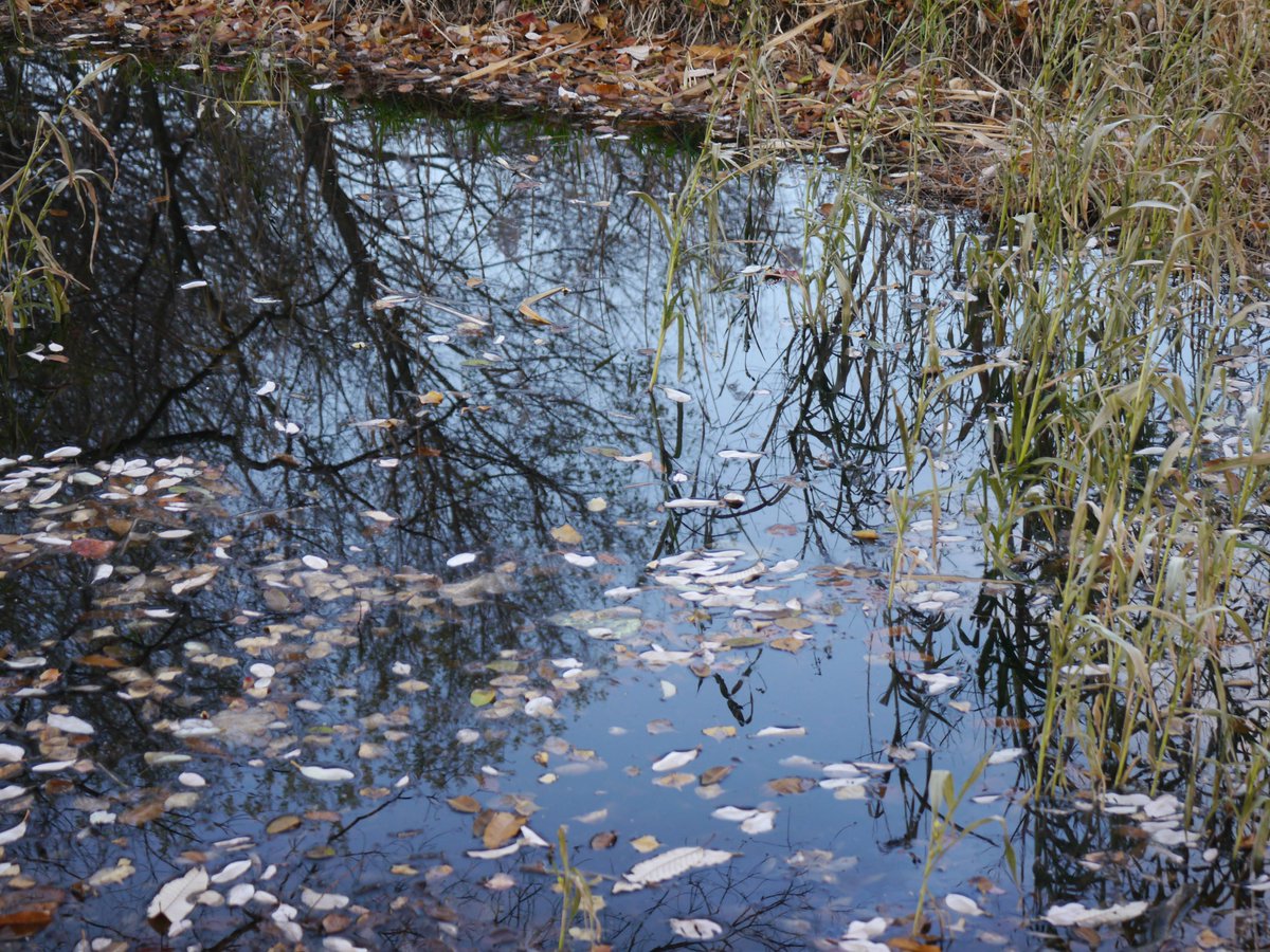 𝗌𝖺𝗄𝗎 tweet media