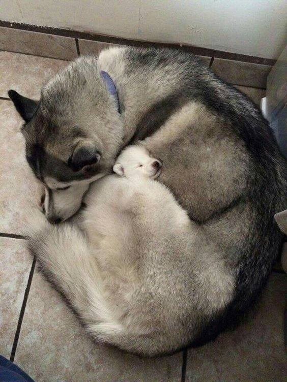 The big one is my daughter, whom I rescued from the streets a few years ago. Now, I found this little, scared puppy and brought her home; she instantly took on the role of her "mother" and guards him constantly. Couldn't resist capturing such a lovely moment...