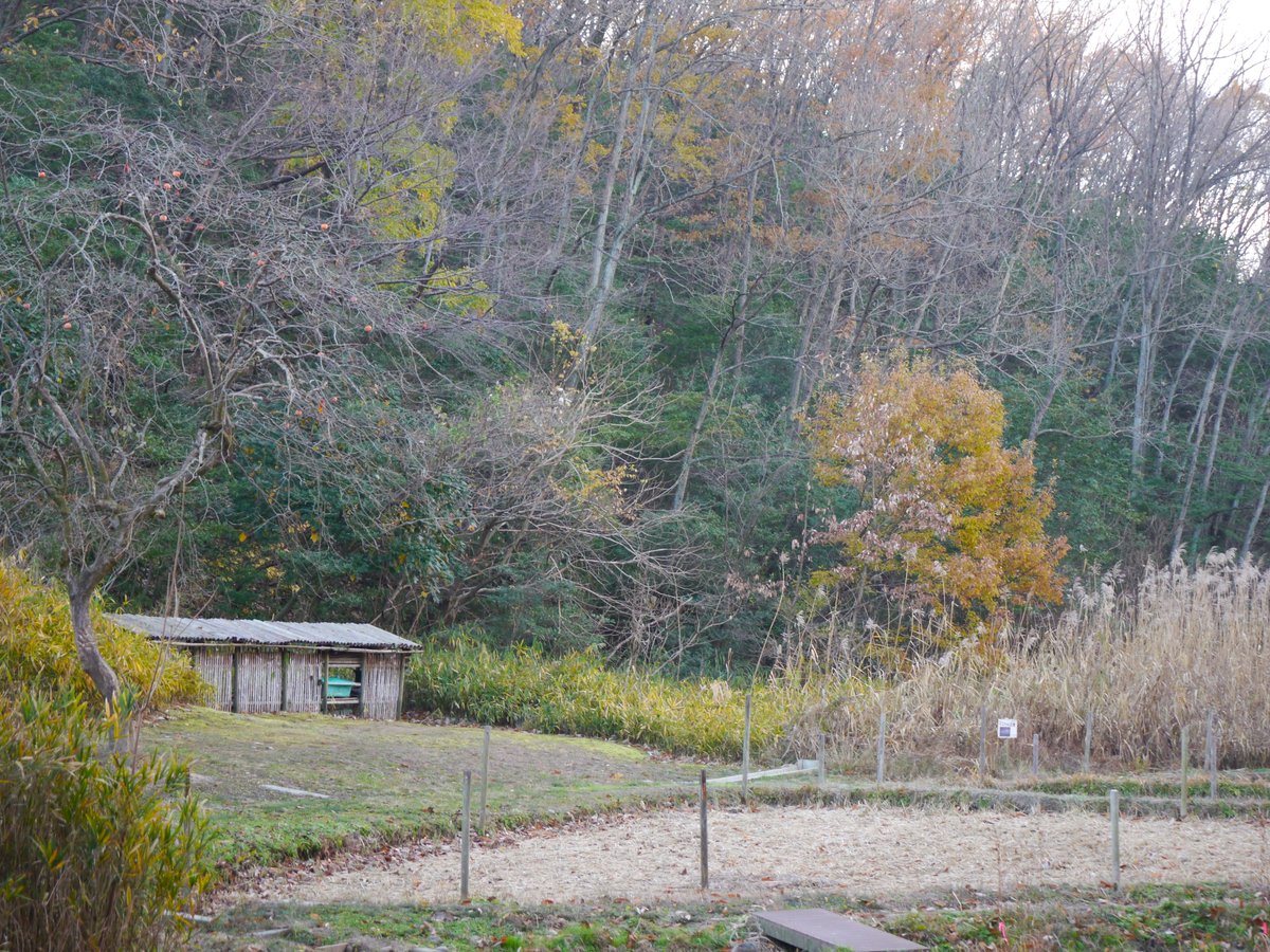 𝗌𝖺𝗄𝗎 tweet media