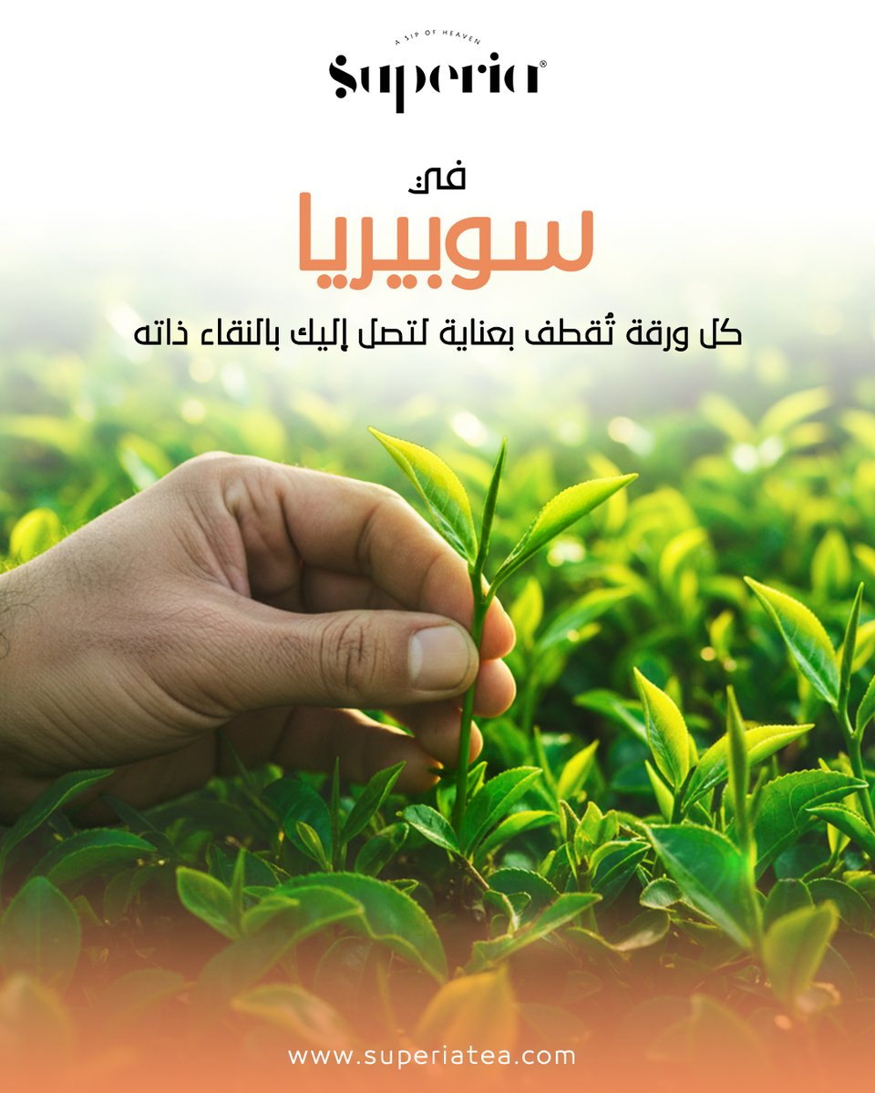 superiatea's tweet photo. رحلة الجودة تبدأ قبل التغليف، وقبل الغلي, تبدأ من الورقة الأولى
من بين آلاف الأوراق, هناك ورقة تبدأ منها الحكاية.
ورقة تُقطف بهدوء، وتُختار بعين خبيرة، لتصل إليك كما خرجت من قلب الطبيعة https://t.co/kPvODC6OsK