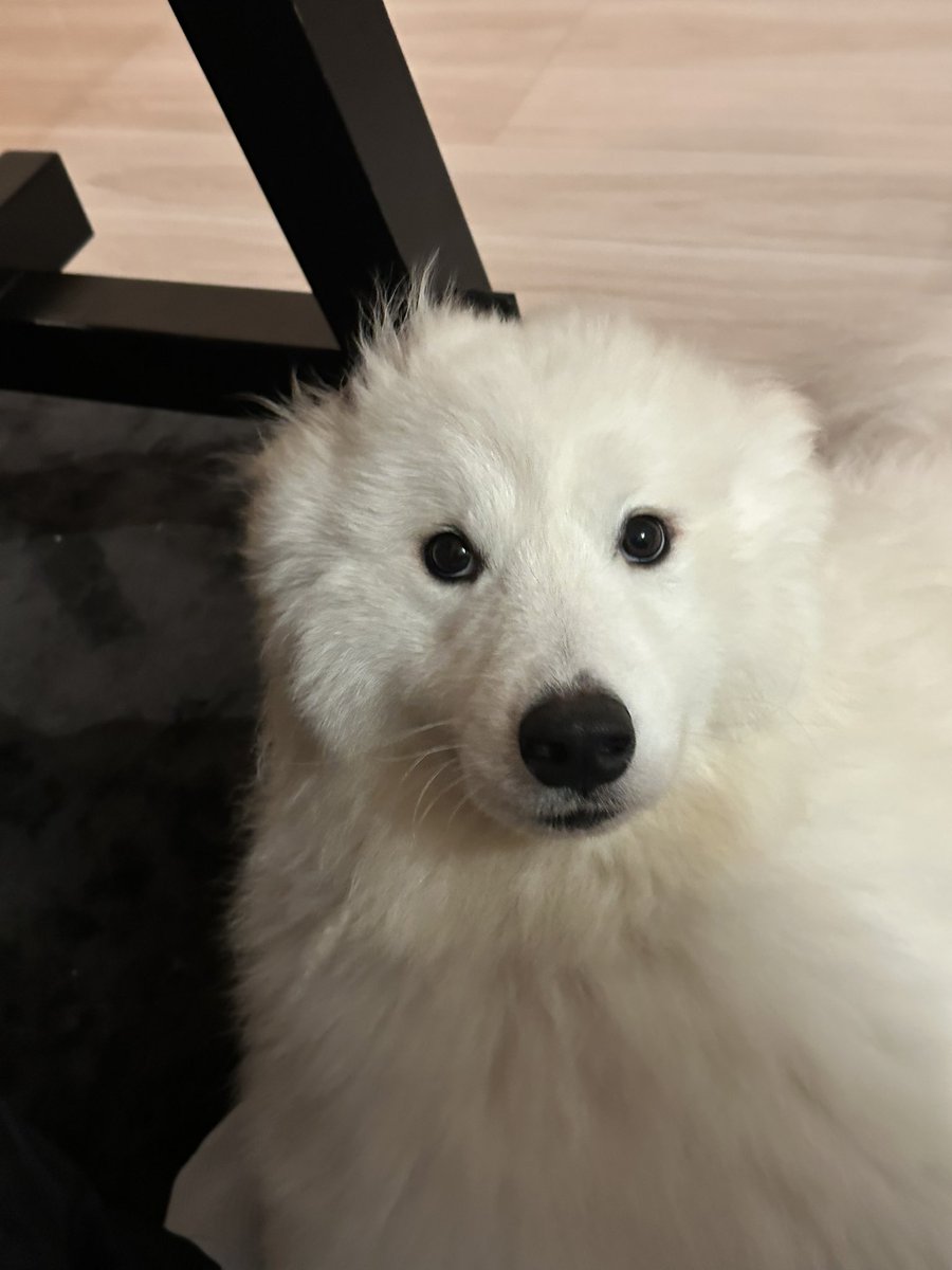 さだはる サモエド☆さだはる (@sadaharu__0905) / Posts / X