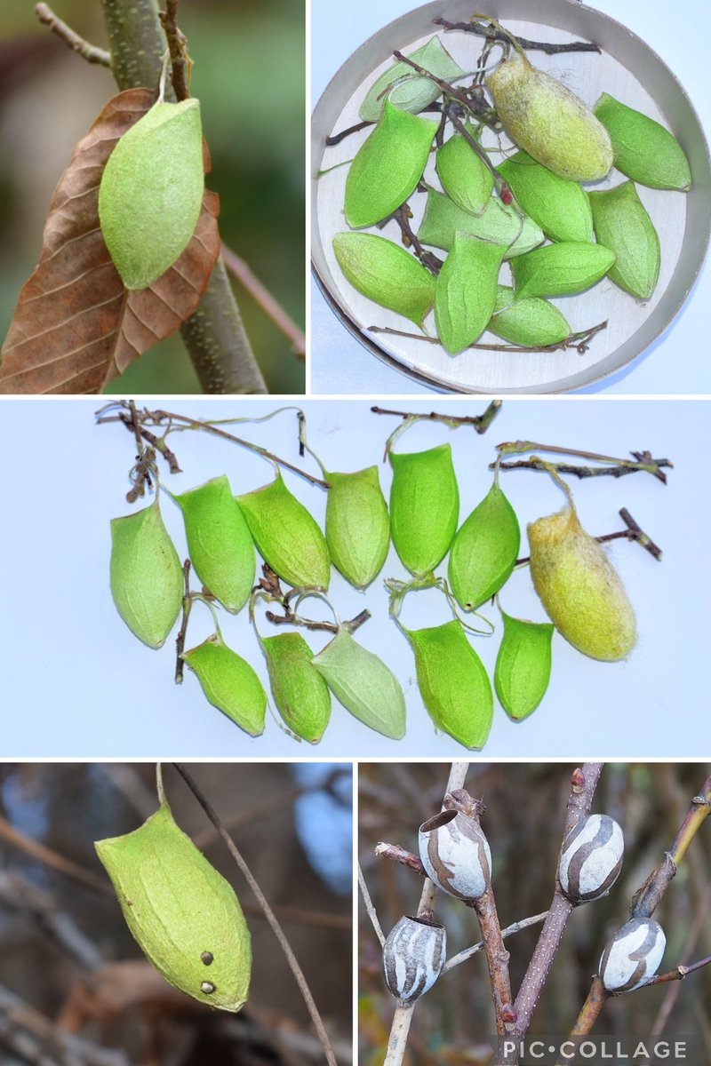 ゆきんこページ ゆきんこ❄︎ (@yukinko21019) / Posts / X