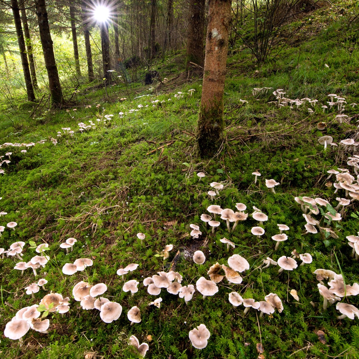 treemissions's tweet image. 🌍 A single tree can absorb 48 lbs of CO2 per year, but fungi in soil store 13x more carbon than all plants combined! Protect our forests AND fungi for a cooler planet! 🍄🌳 #ClimateAction #NatureFacts