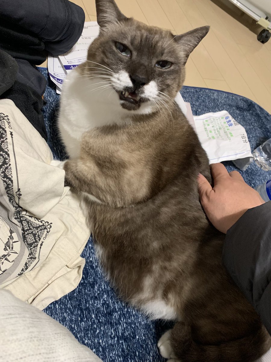 ねこちゃん！！！なでなでねこちゃん！