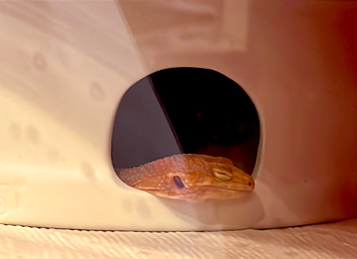 Post by いぬまる@C107南m42b on X: 横乗せスヤァ