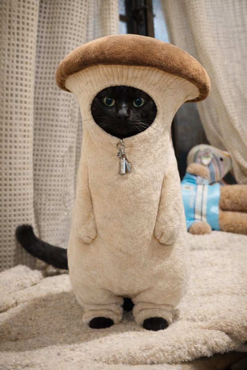 キジトラのヒメSHOP♕ページ（作成中） はると (@tomeji1106) / Posts / X