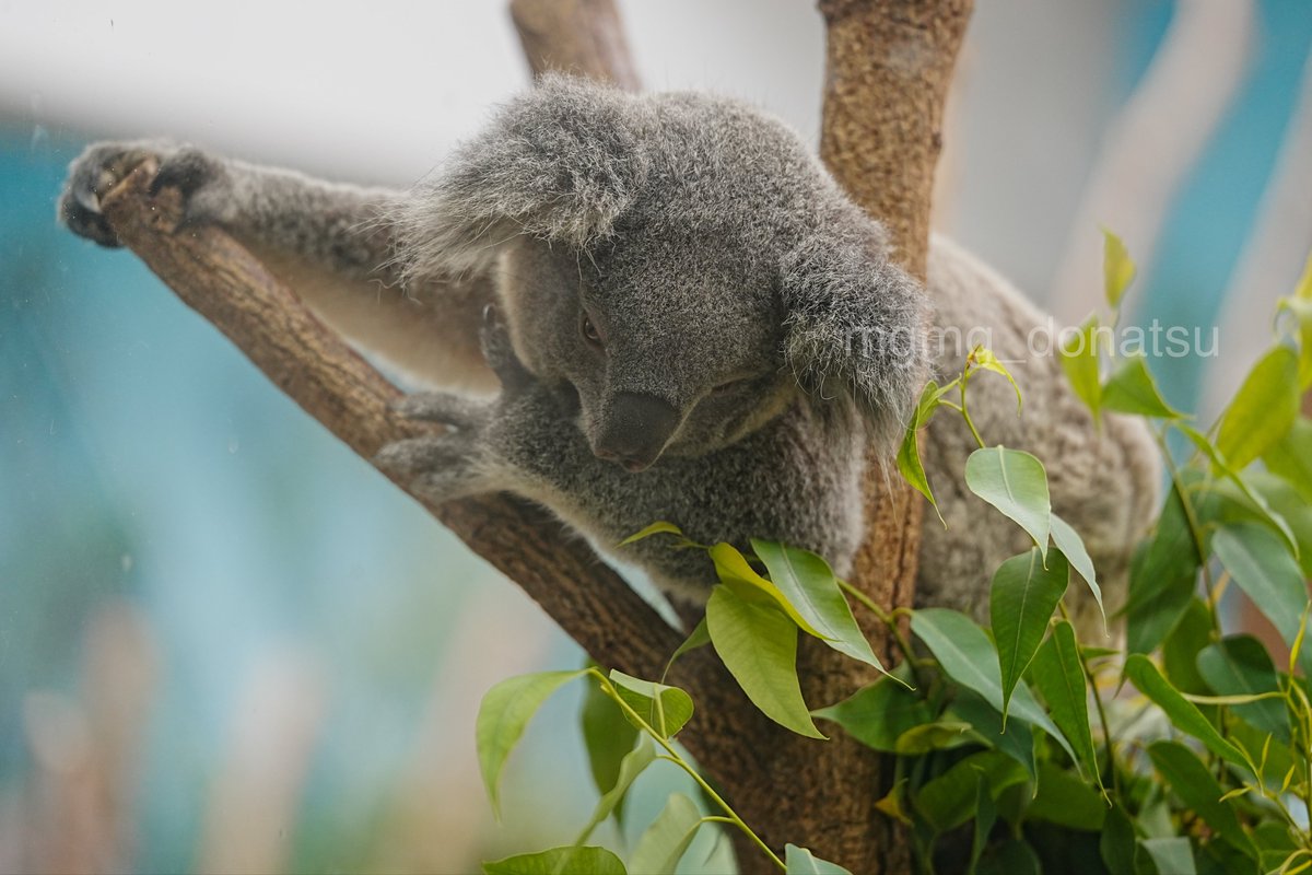 もぐもぐ (@mgmg_donatsu) / Posts / X